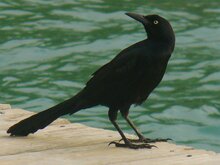Great-tailed Grackle